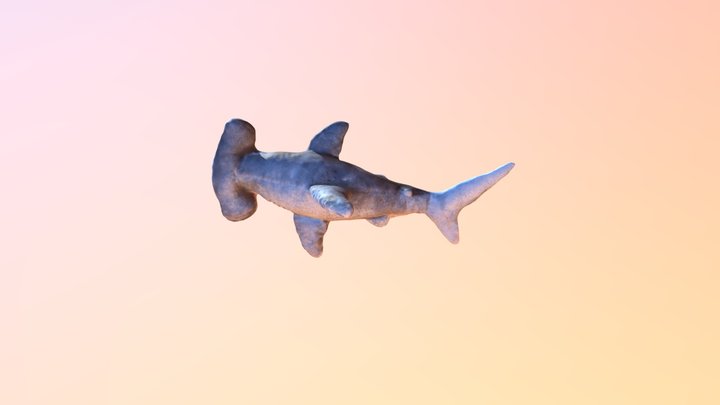 Stuffed Hammerhead Shark 3D Model