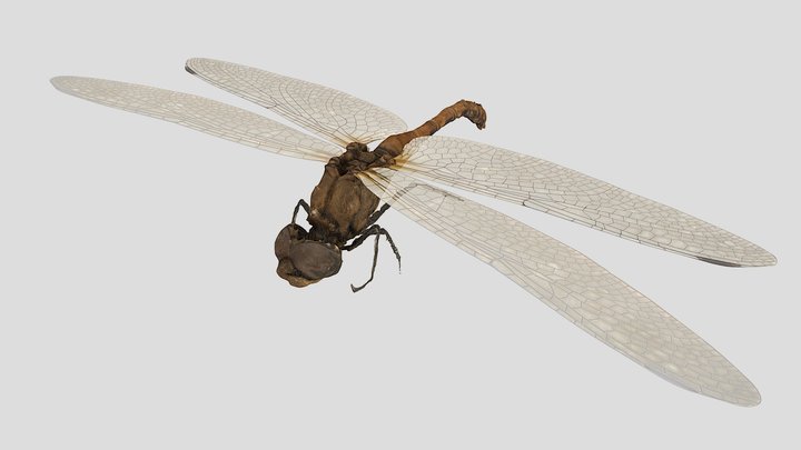 Sympetrum striolatum 3D Model
