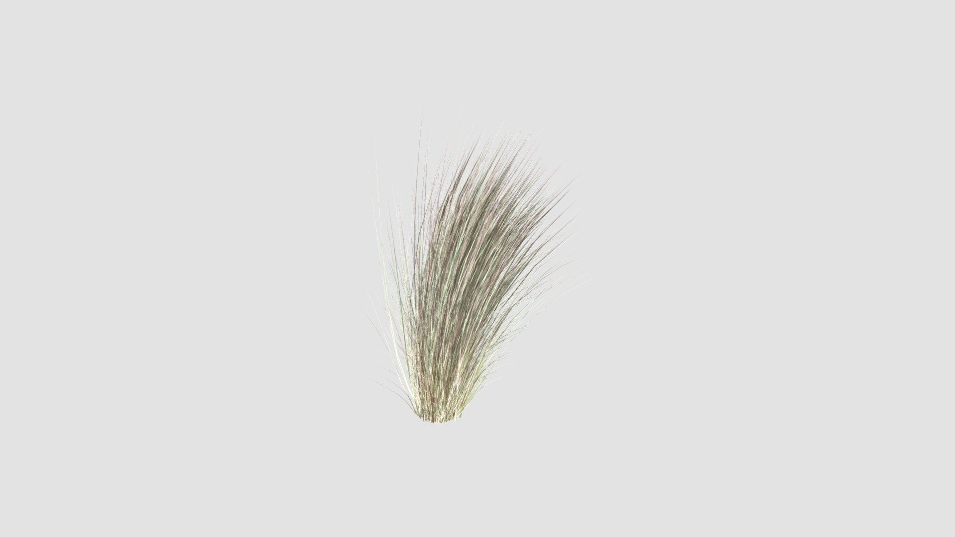 Andropogon scoparius - Buy Royalty Free 3D model by Evermotion [14969ff ...