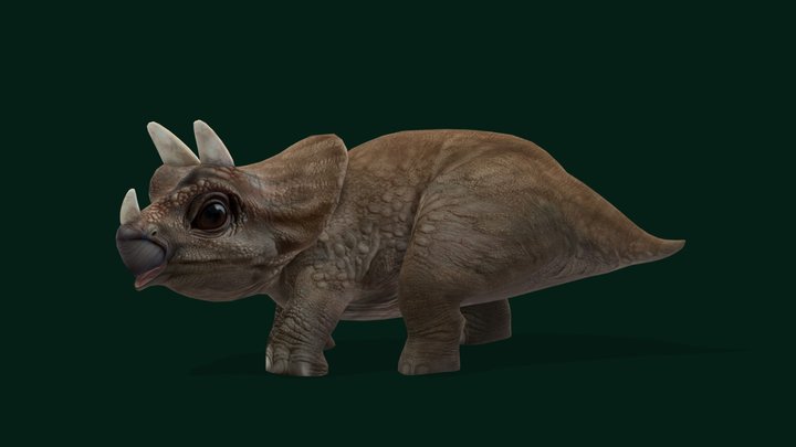 Triceratops Baby Dinosaur Reptile 3D Model