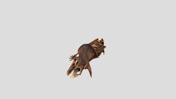 Triceratops_horridus_ Marsh_1889-150k-4096-gltf 3D Model