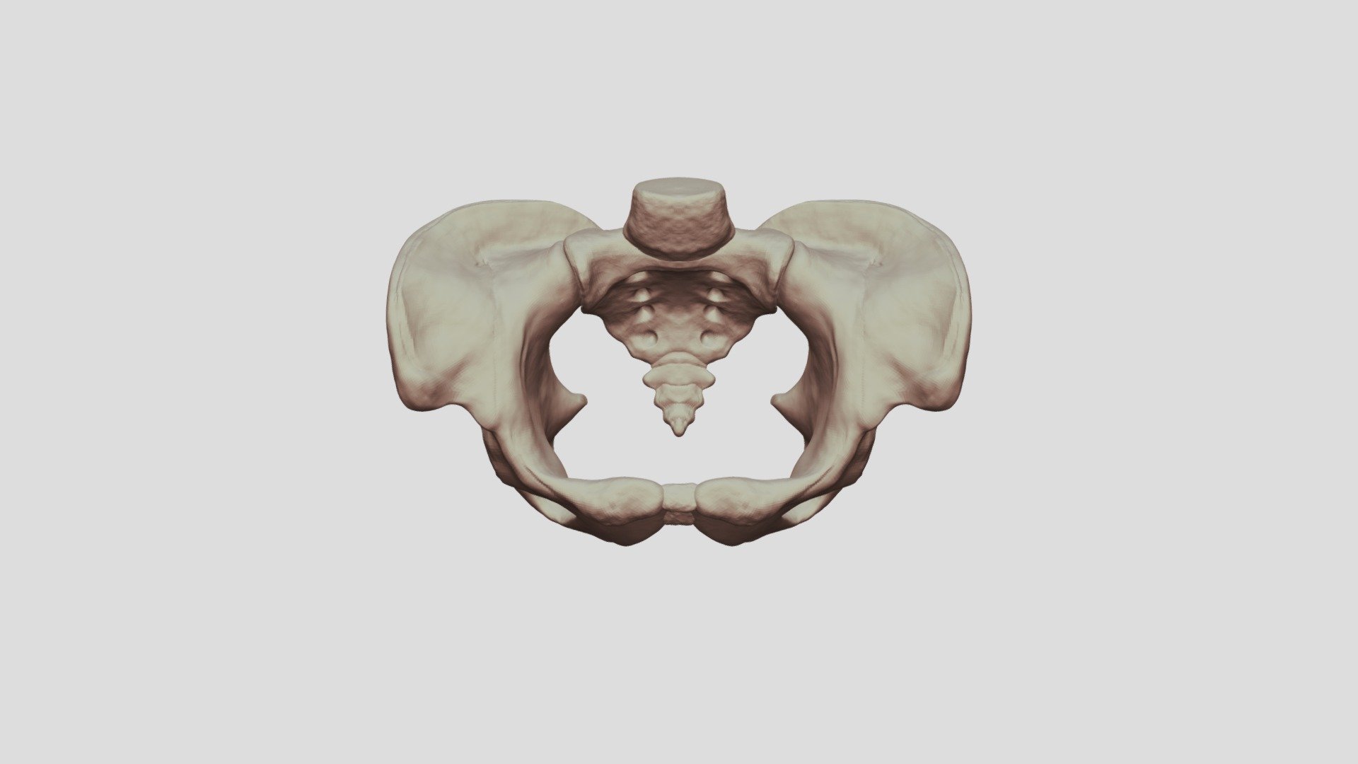 - Pelvis_1 - 3D model by curse488 [149face] - Sketchfab