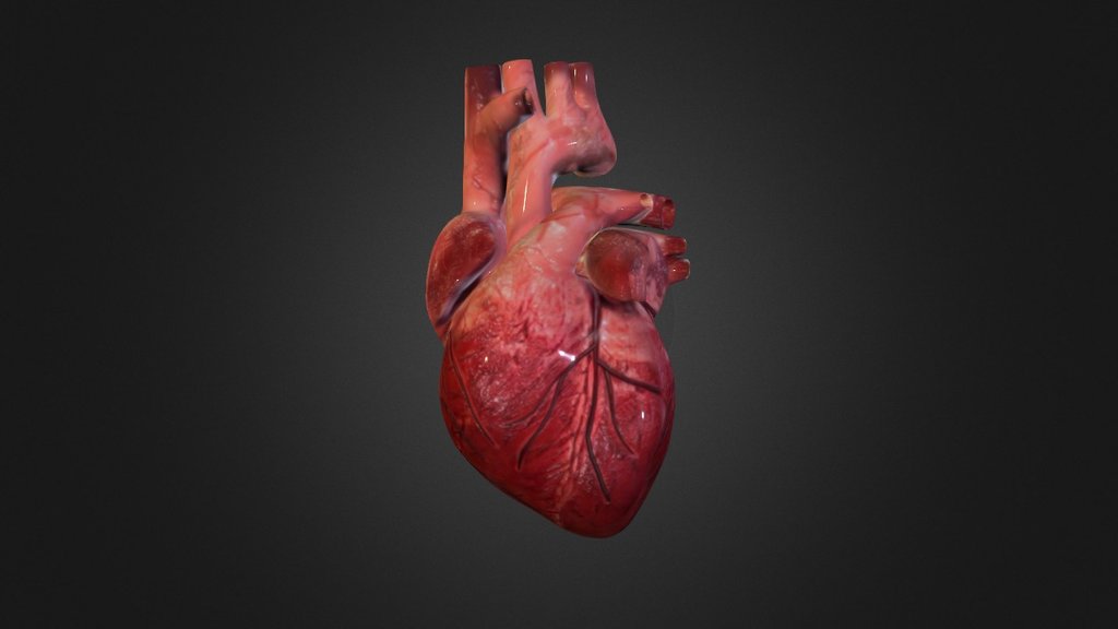 Human Heart - 3D model by Dami_Nuga [14a0450] - Sketchfab