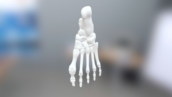 Anatomical Foot/Ankle 3D Model