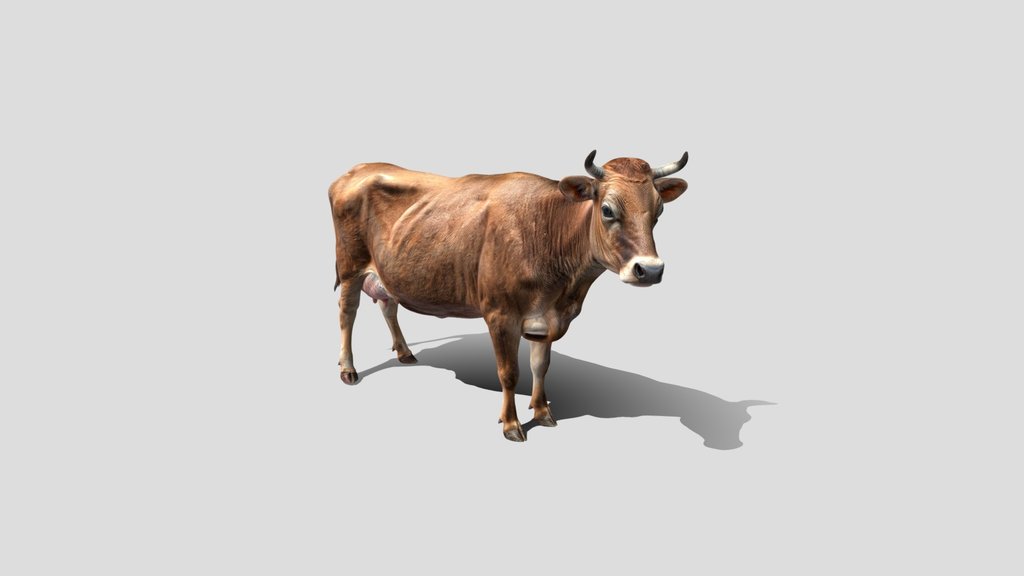 Brown Cow 3d model