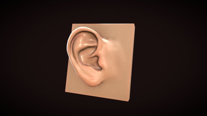 Ear_VytautasRakauskas 3D Model