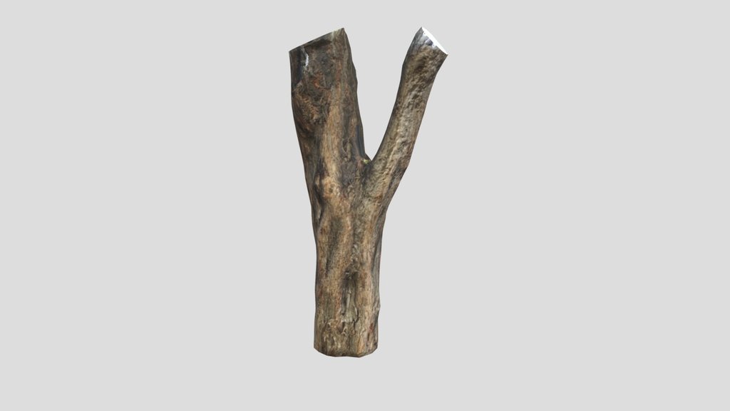 Tree Trunk