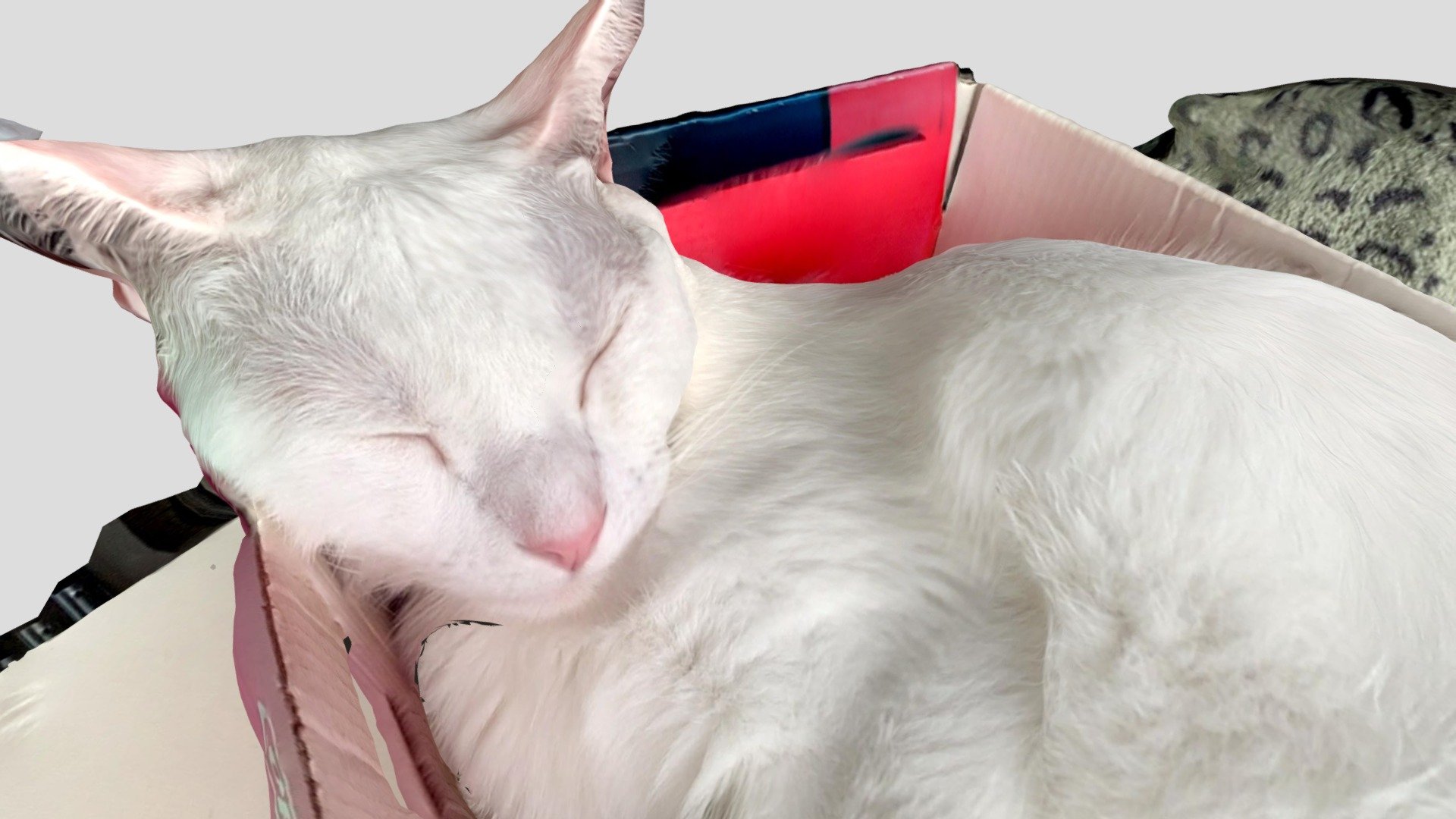 cat