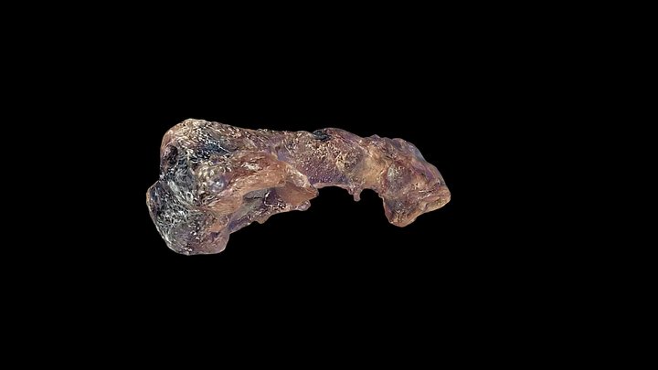 9-L10-COT Dermestid Traces - 10 Larvae Cot 3D Model