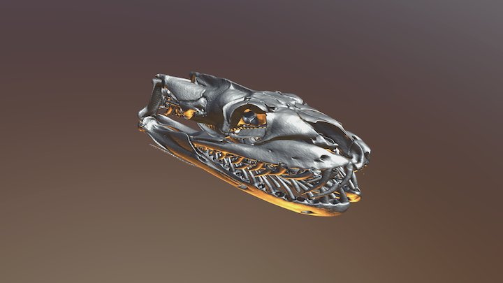 Python molurus bivittatus 3D Model