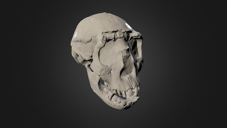 Medieval Skull 3D Model