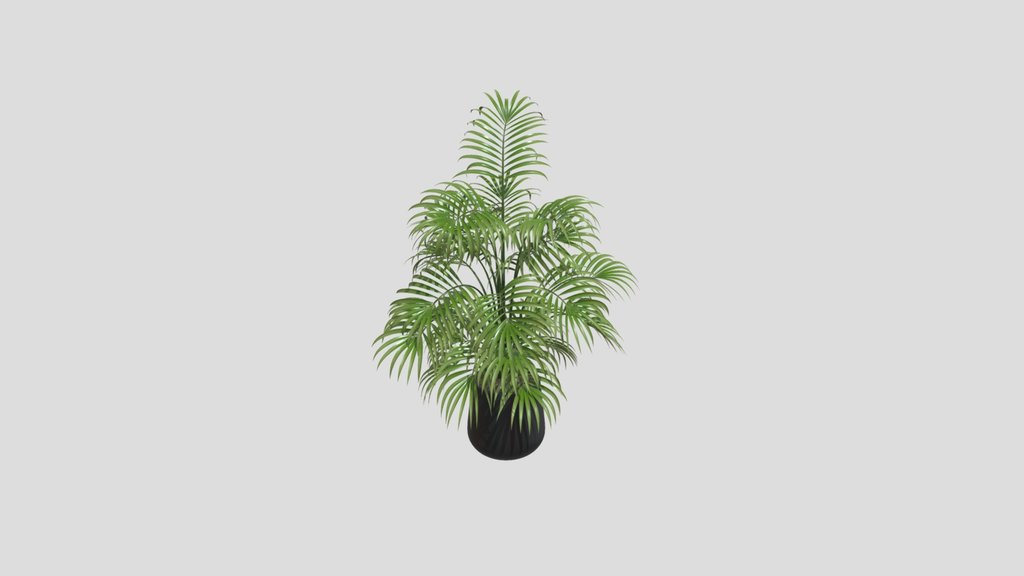 Indoor Kentia Palm