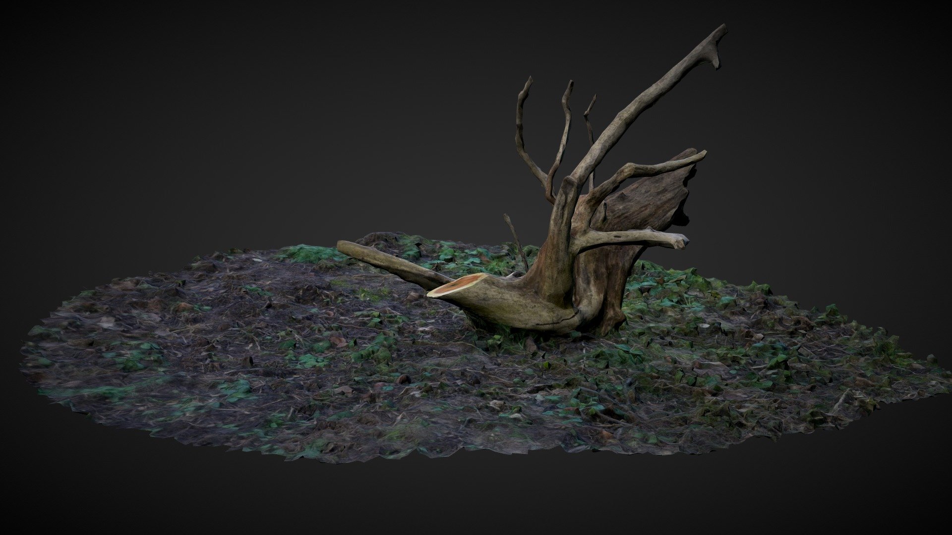 RACINE - 3D model by calune [14b9124] - Sketchfab