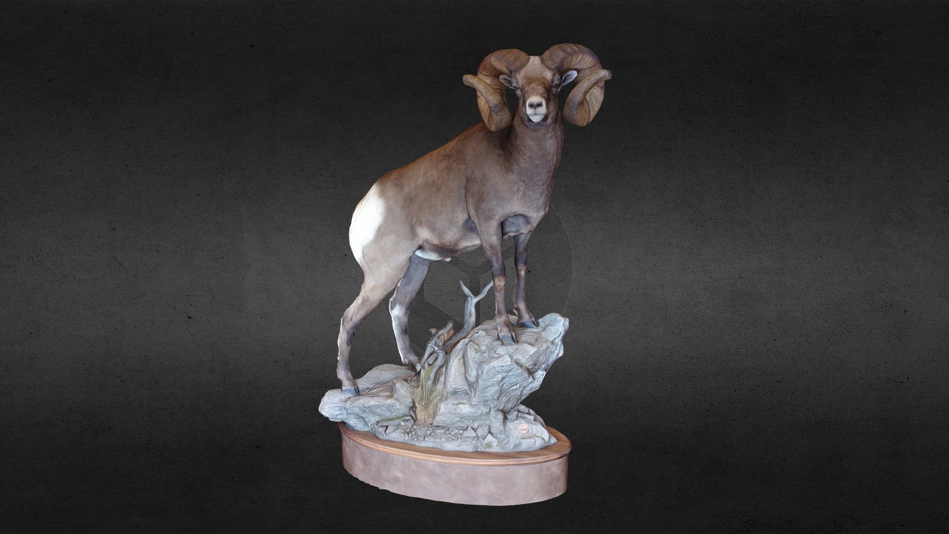 World Record Big Horn Sheep