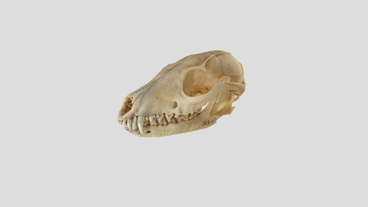 Gray Fox Skull 3D Model