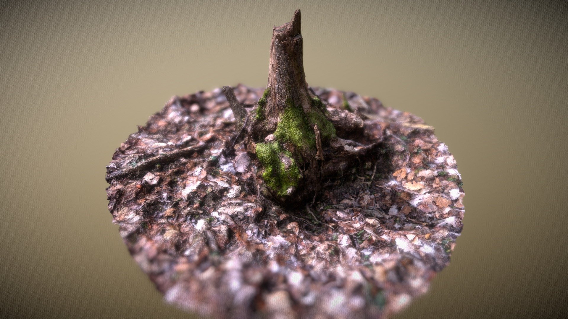 tree stump