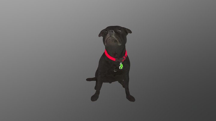 Dog 3D Model