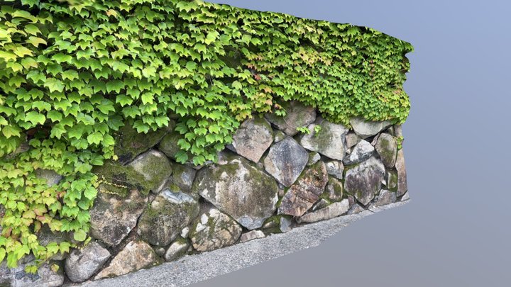 Ivy wall 1