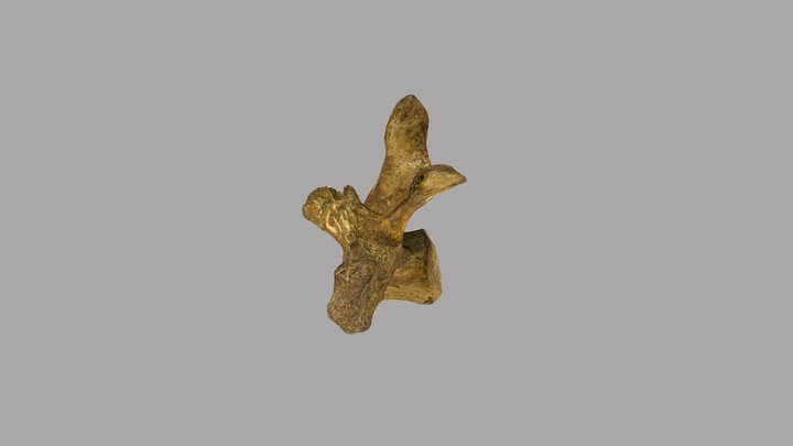 Walrus cervical vertebra 7 3D Model