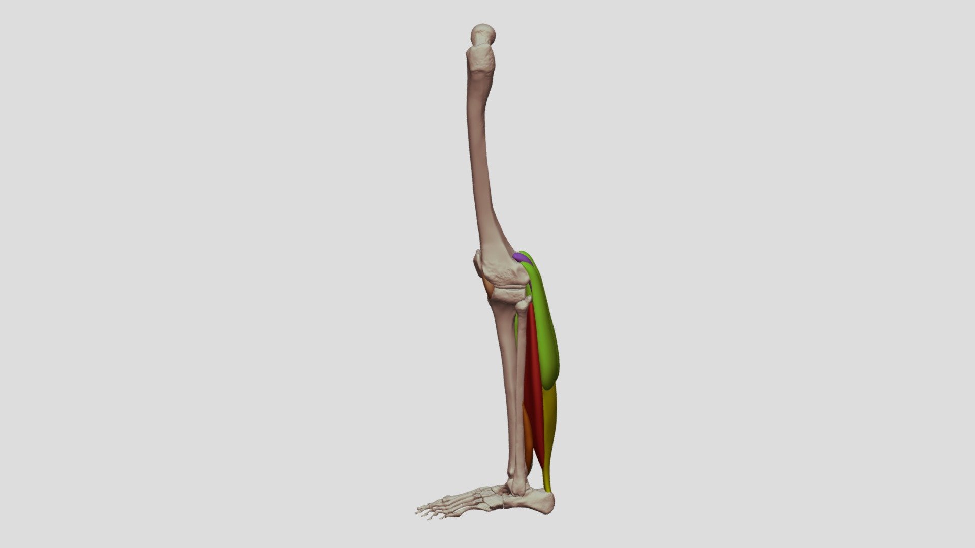 Posterior Forms of the Leg - 3D model by Digital Ecorche Massing Models ...