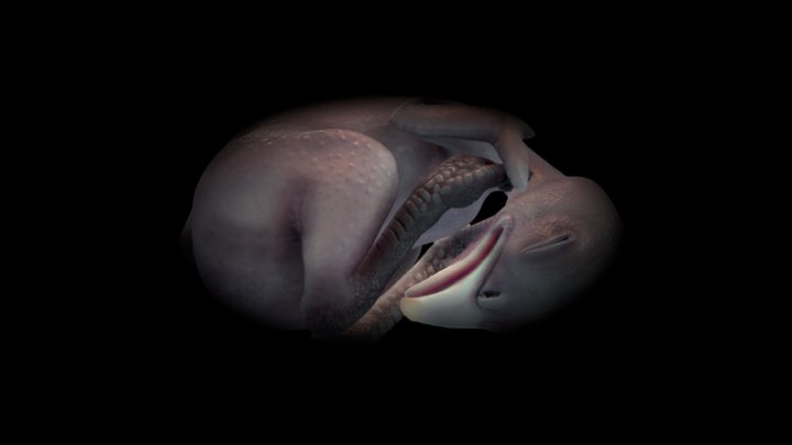 My own work: embryo development - A 3D model collection by Mieke Roth  (@miekeroth) - Sketchfab