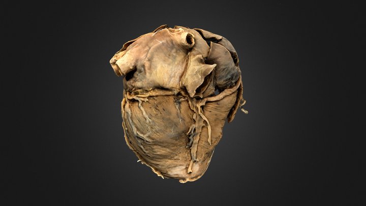 Plastinat eines menschlichen Herzens 3D Model