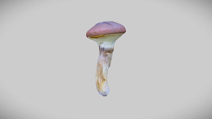 Real mushroom 0050 (Suillus luteus) 3D Model