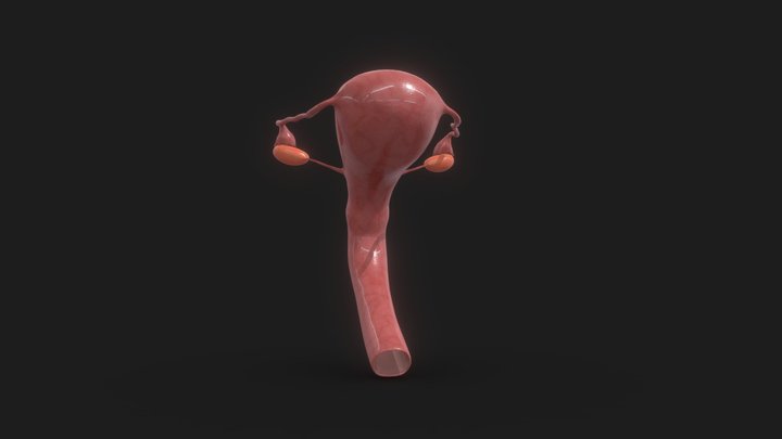 Female Reproductive System 3D Model