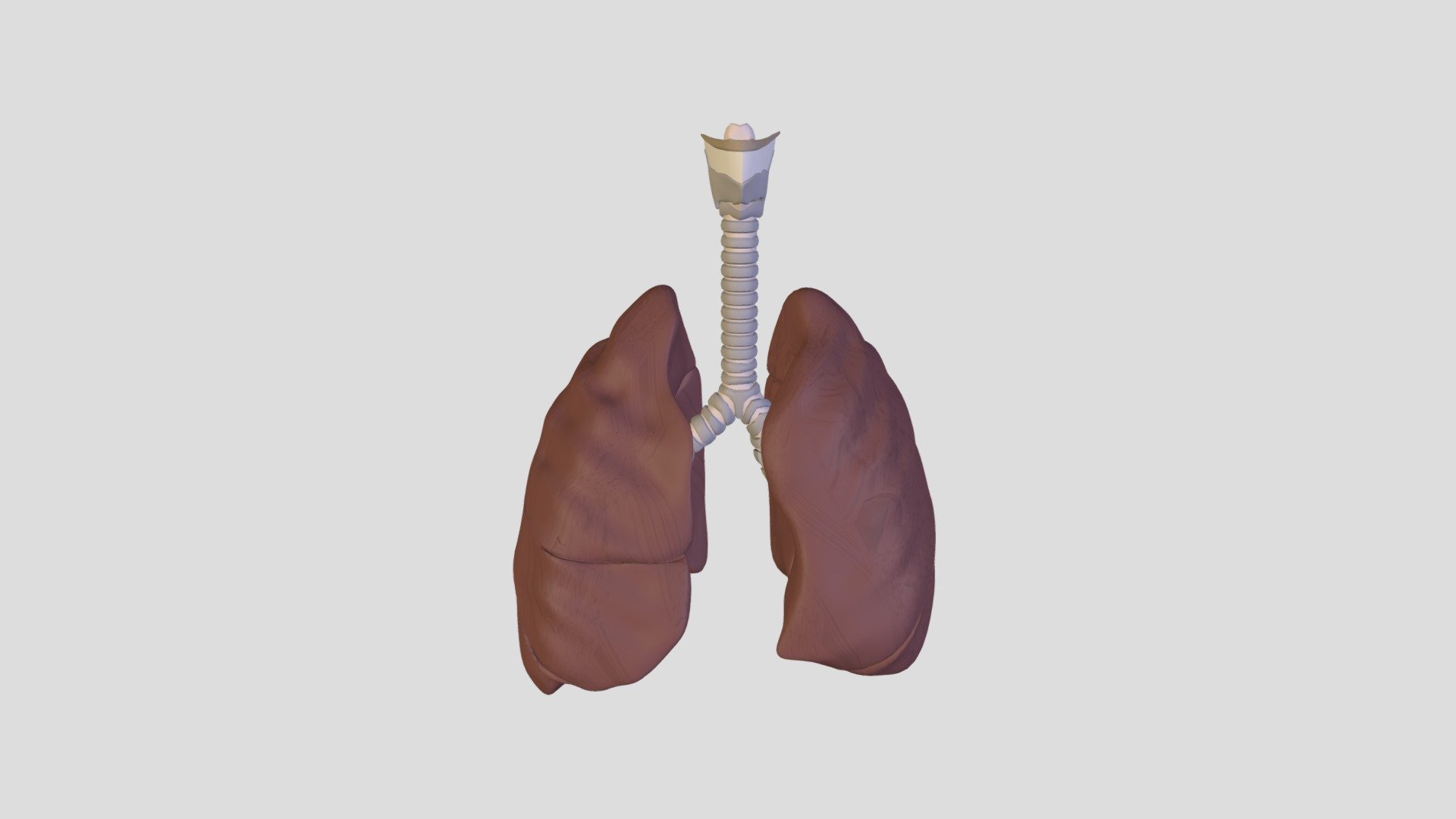 Human Lower Respiratory Tract - 3d Model By Kkhuu2 [14ddb9a] - Sketchfab