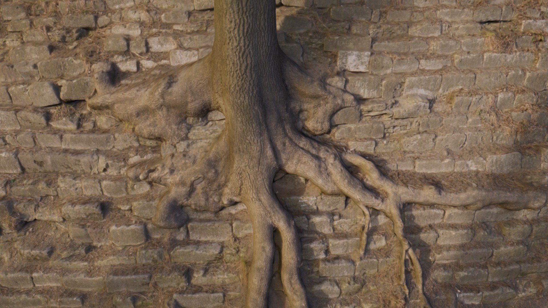 Lviv Tree On Hill