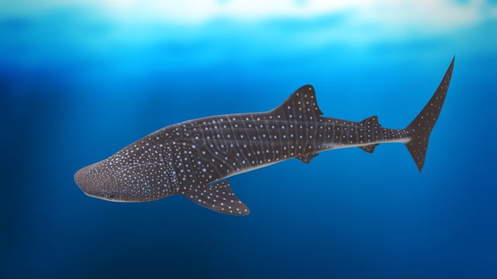 Whale Shark (Rhincodon typus) 3D Model