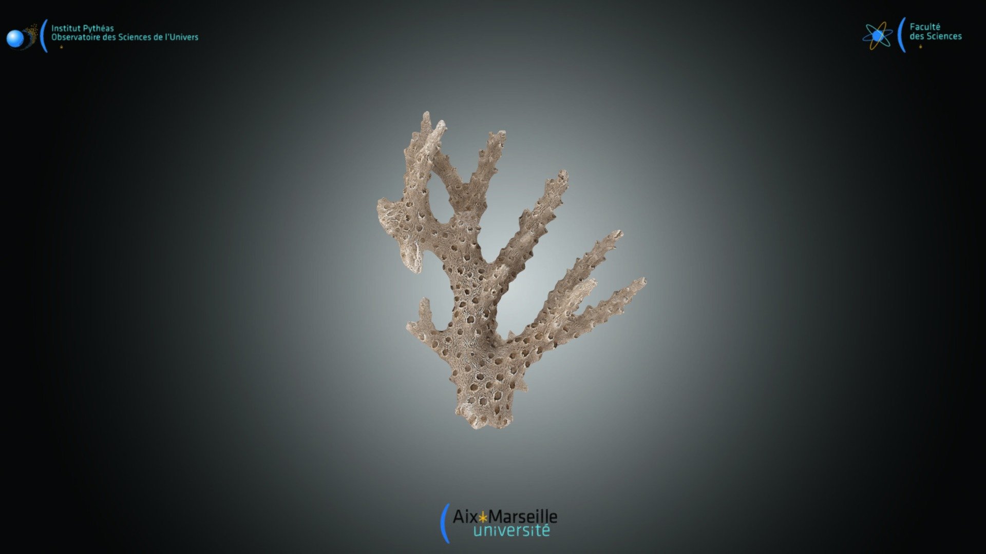 Cnidaire - Acropora sp.