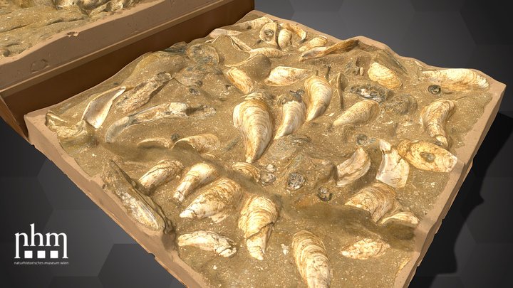Fossil Oyster Reef (NHMW-GEO-2021/0018/0001) – Free 3D Model STL