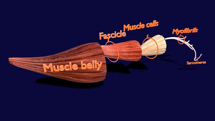 Muscle anatomy histology detailed labelled 3D Model