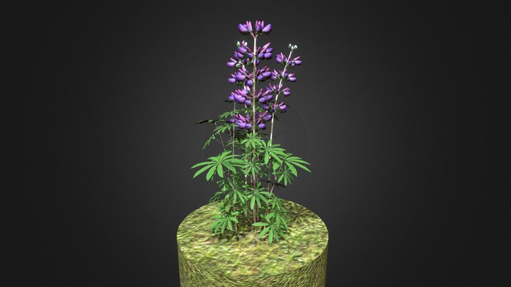 Riverbank lupine high-poly 3D Model