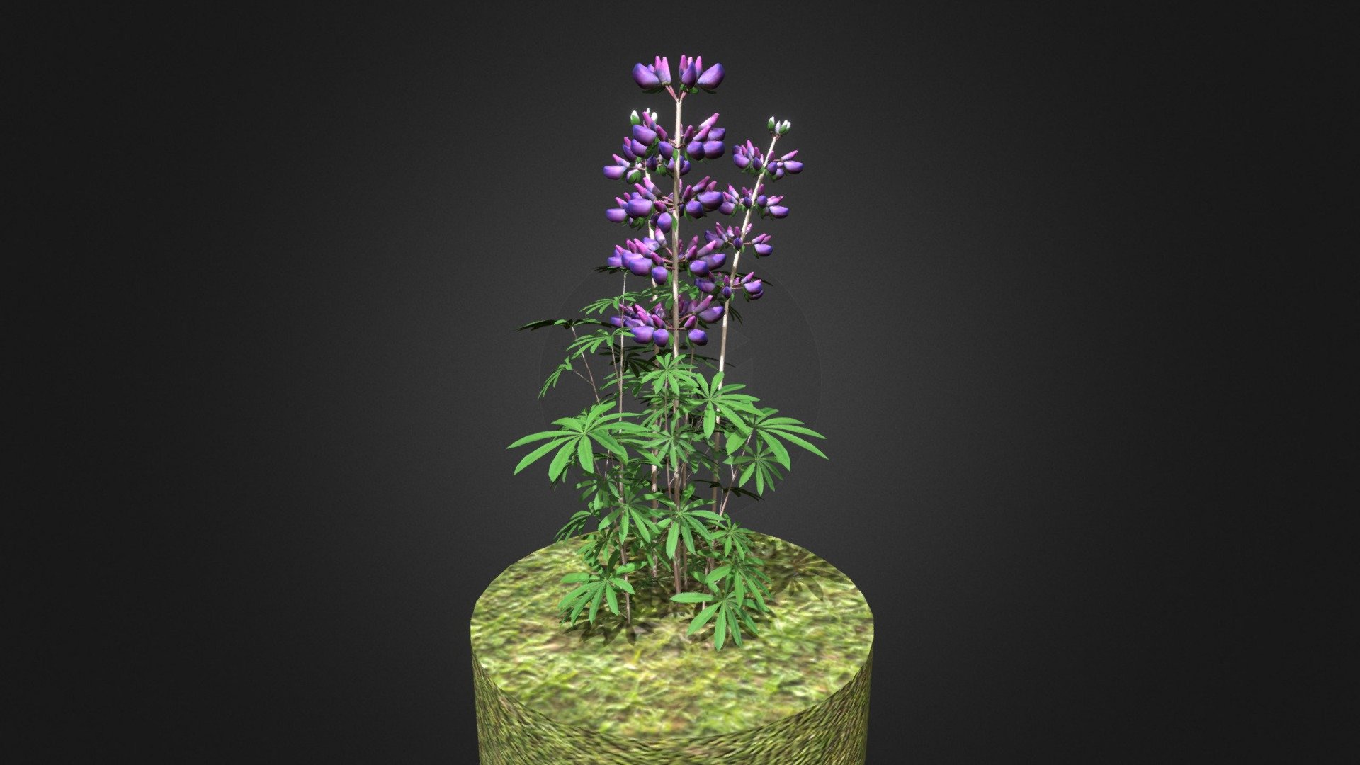 Riverbank lupine high-poly