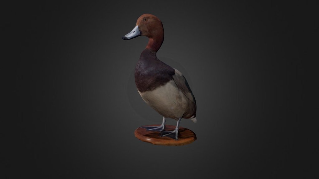 Redhead Duck