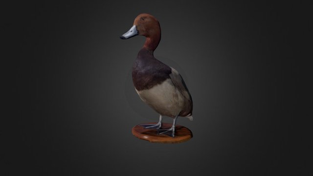 Redhead Duck 3D Model