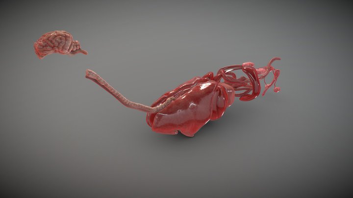 Dog Organs 3D Model