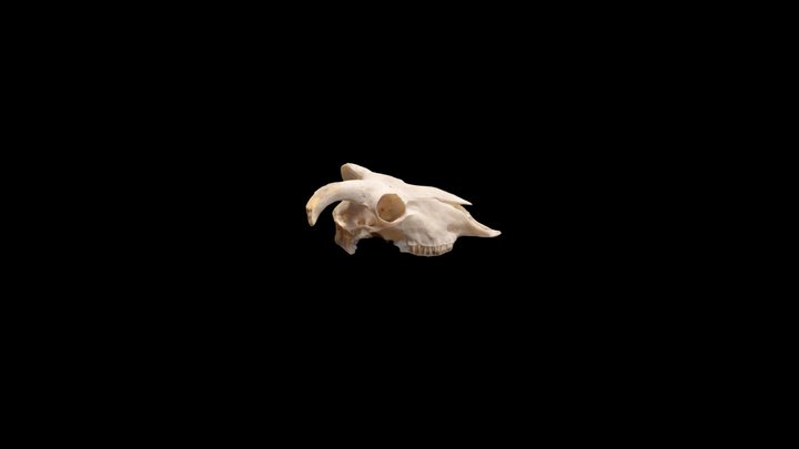Caprid skull 3D Model
