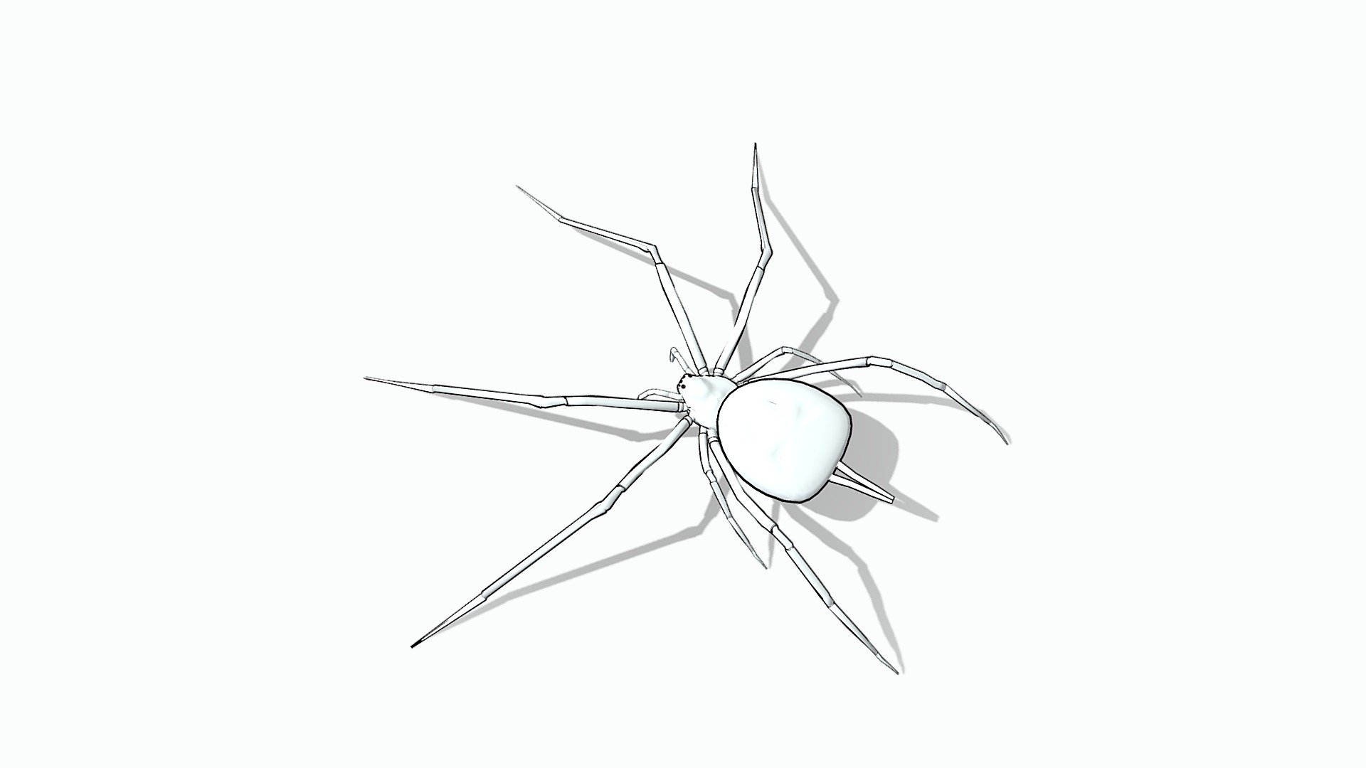 Hersiliidae eye pattern