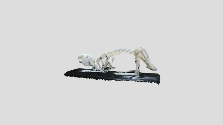 Rabbit Skeleton 3D Model