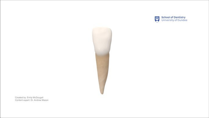 Primary lower left central incisor (FDI 71) – Modello 3D gratuito STL