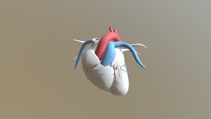 Heart - Normal 3D Model