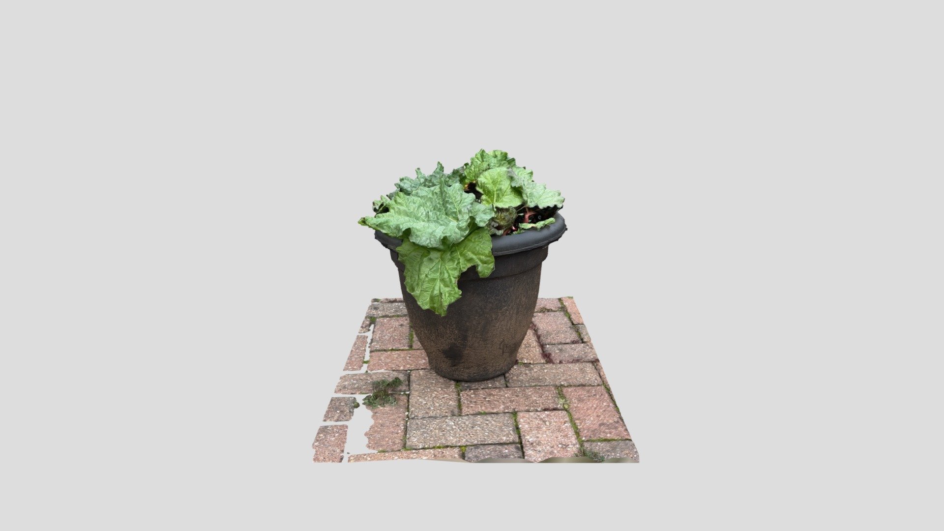 Plant tub of rhubarb