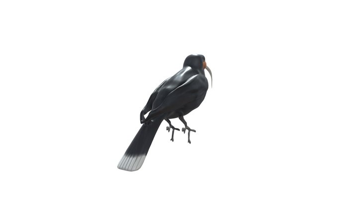Huia 3d Free Model 3D Model
