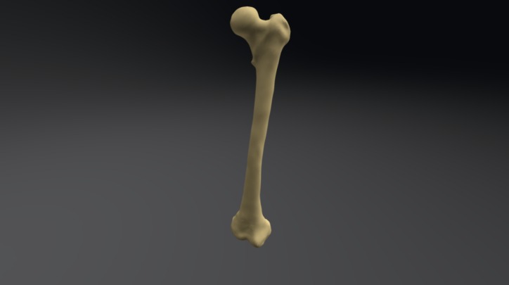 Femur - 3D model by jabamedillustration [14fc717] - Sketchfab