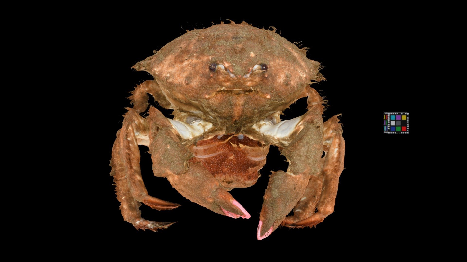 カイカムリ ♀ Sponge Crab, Lauridromia dehaani