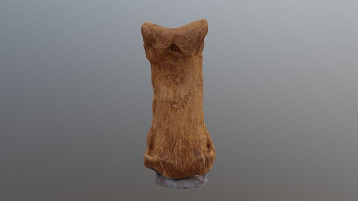 Dog phalange (distal end) 3D Model