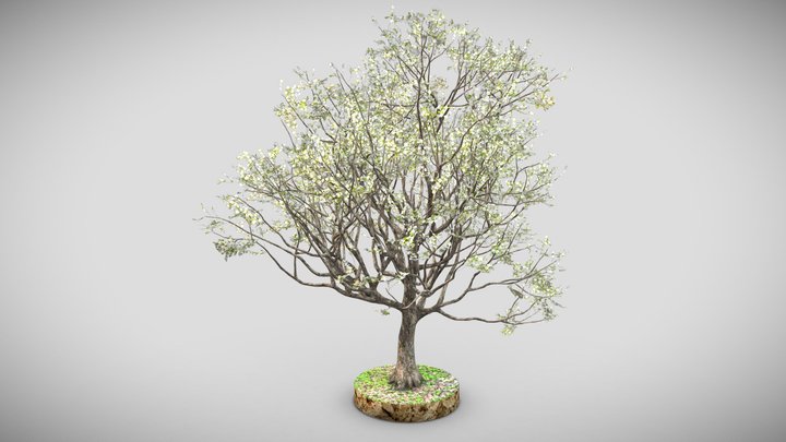 Tree 3 3D Model